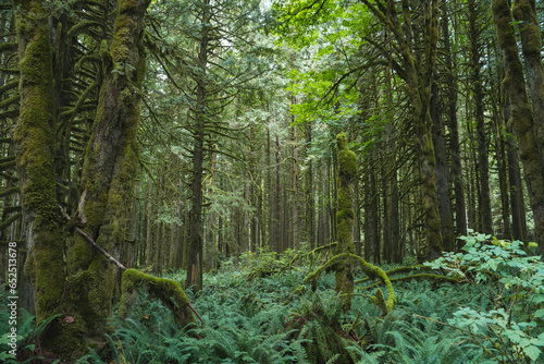 Beautiful Serene Forest Landscape with Trees and Greenery