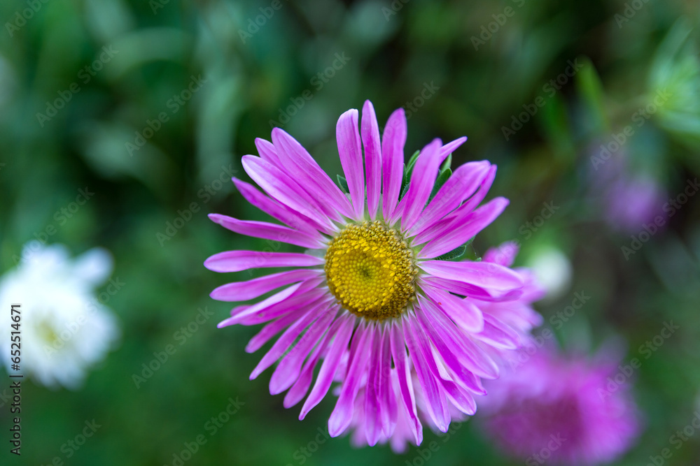 Gorgeous purple Aster flower in a summer garden. Blurry green background. Natural backdrop with ample copy space Gorgeous purple Aster flower in a summer garden. Blurry green background. Natural backdrop with ample copy space