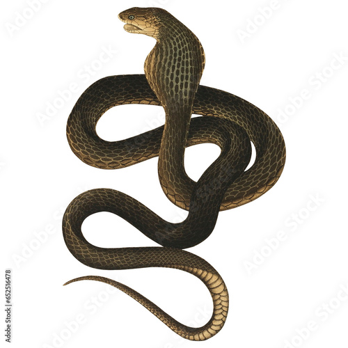 Retro King Cobra Scientific Illustration Vintage Exotic Reptile Venomous Snake Botanical Design India Snake