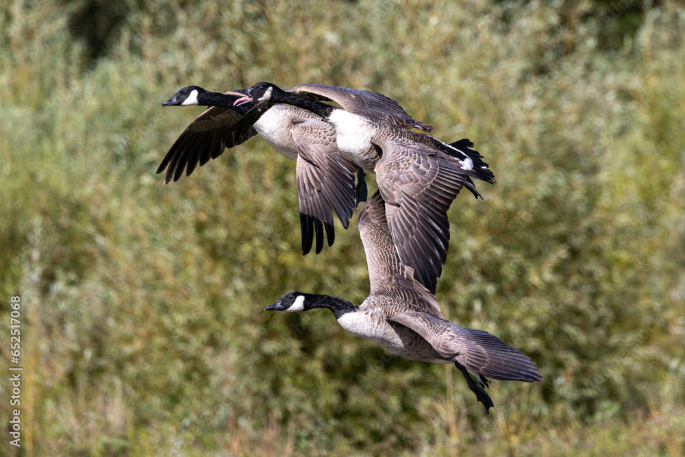 Canadian geese in flight over lake Canadian geese in flight over lake