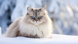 Ragdoll cat with blue eyes sitting in snow