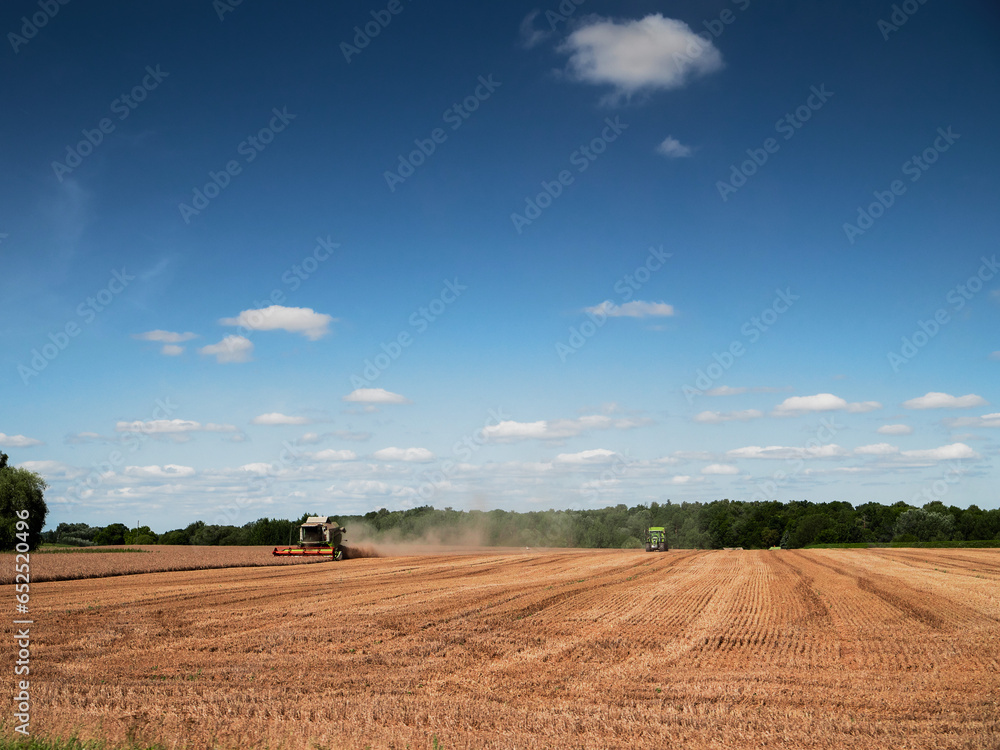 Grain harvester heavy machine working in a field. Food supply chain and agriculture industry. Warm sunny day. Blue cloudy sky. Nobody. Rural, country side scene.
