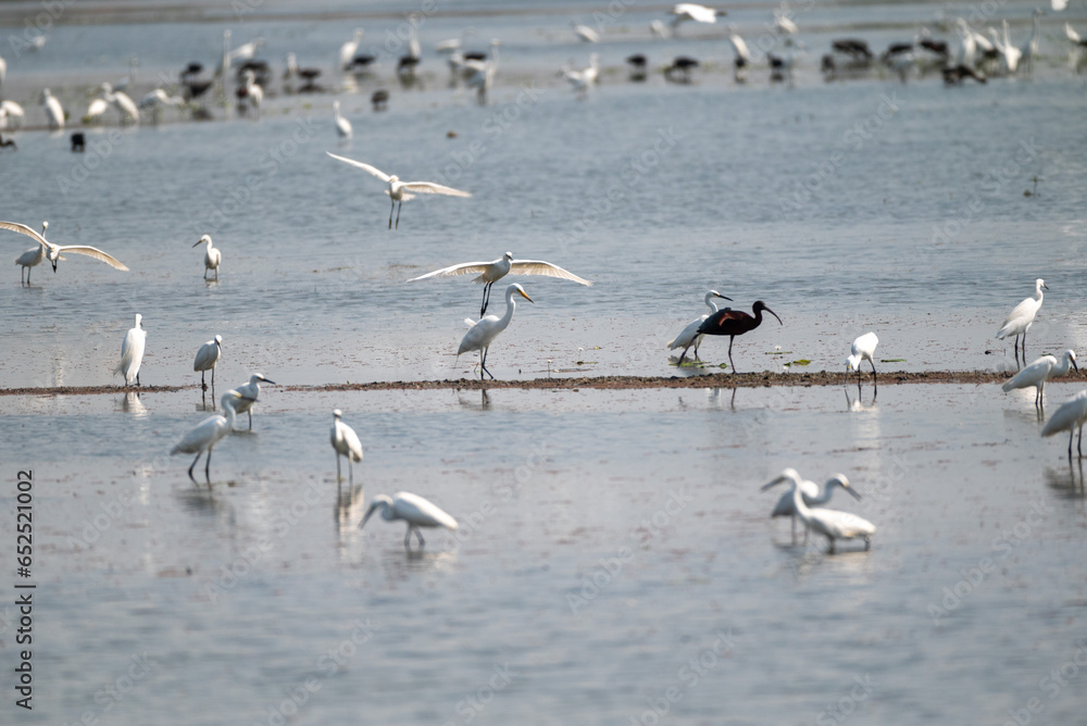 Φωτογραφία A flock of cranes of various species was looking for food in the swamp
