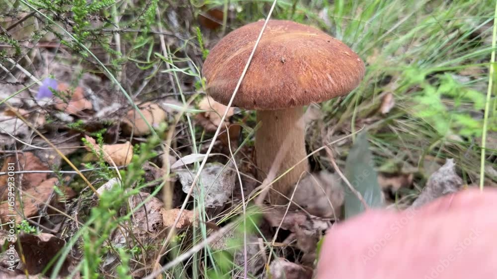 Mushroom hunting. Edible Boletus mushroom collecting. Foraging for Porcini Cep White mushrooms. Wild Harvest, Mushrooming season in forest. Pine bolete in woodland. Picking bolete mushroom. Mushroom hunting. Edible Boletus mushroom collecting. Foraging for Porcini Cep White mushrooms. Wild Harvest, Mushrooming season in forest. Pine bolete in woodland. Picking bolete mushroom.