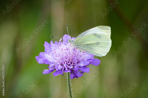 Small White butterfly on scabious flower.