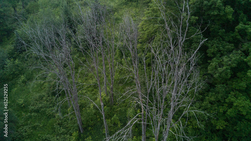 An aerial shot of dead elm trees in a forest valley during the summer