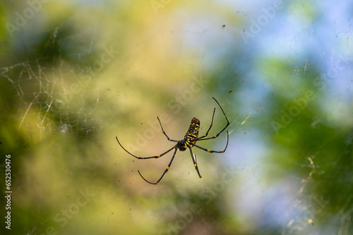 Spider Nephila pilipes, northern golden orb weaver or giant golden orb weaver is a species of golden orb-web spider found in Indonesia