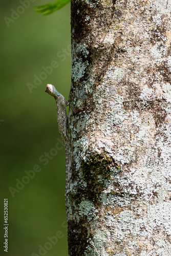 Draco volans, also commonly known as the common flying dragon, is a species of lizard in the family Agamidae photo