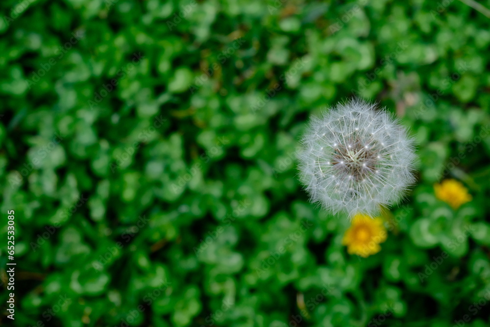 Fototapeta premium dandelion on grass