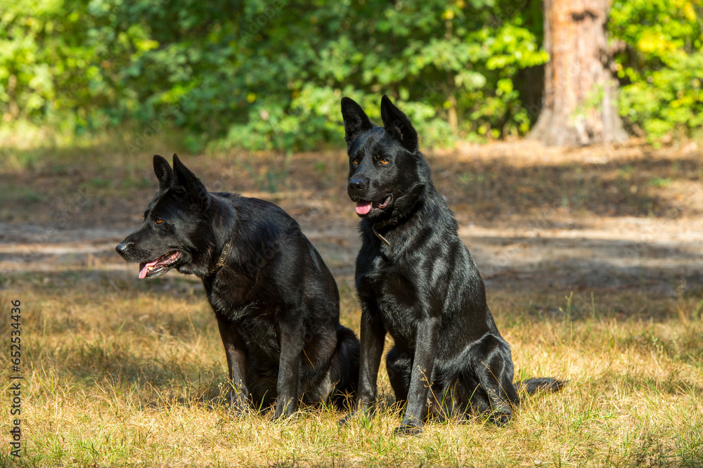 black german shepherd dog on the grass black german shepherd dog on the grass