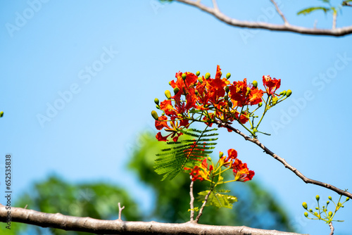Flower of Flamboyant, Delonix regia is a species of flowering plant in the bean family Fabaceae and common name is royal poinciana, phoenix flower, flame of the forest, or flame tree. photo