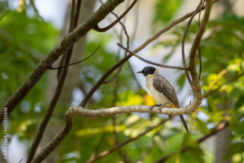 The sooty headed bulbul bird, Pycnonotus aurigaster is perching on the tree. Indonesia locally name is Kutilang bird photo