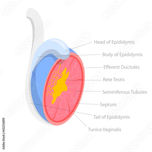 3D Isometric Flat  Conceptual Illustration of Testicle Anatomy, Male Reproductive System photo
