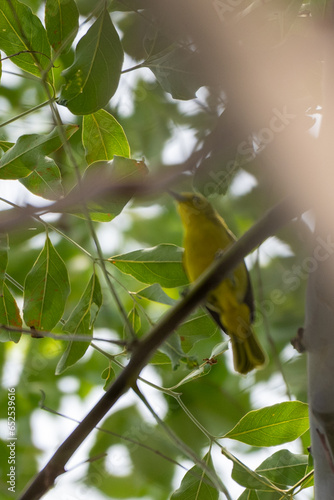The common iora, Aegithina tiphia is a small passerine bird found across the tropical Indian subcontinent and Southeast Asia, include Indonesia. 