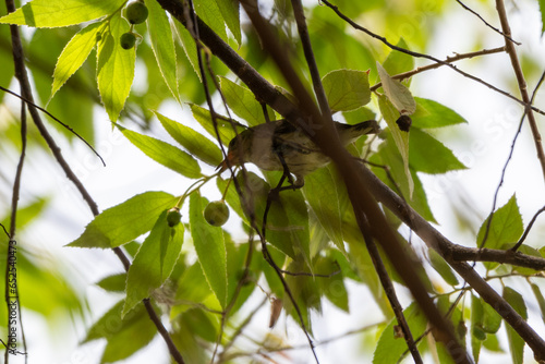 Birds perched on branch. The scarlet-headed flowerpecker, Dicaeum trochileum is a bird species in the family of Dicaeidae. It is a species endemic to Indonesia photo