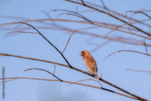 The scaly breasted munia or spotted munia perching on branch, Lonchura punctulata, known as nutmeg mannikin or spice finch, is a sparrow sized estrildid finch 