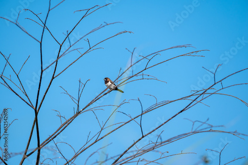 The scaly breasted munia or spotted munia perching on branch, Lonchura punctulata, known as nutmeg mannikin or spice finch, is a sparrow sized estrildid finch  photo