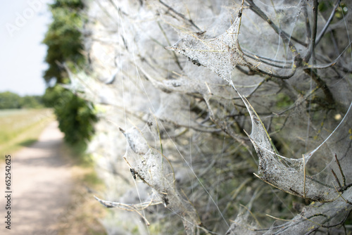 Tree Enveloped in Spiderweb

Description: Capture the ethereal beauty of a tree shrouded in a delicate spiderweb. The intricate web and natural light create a mesmerizing, mysterious visual, perfect f