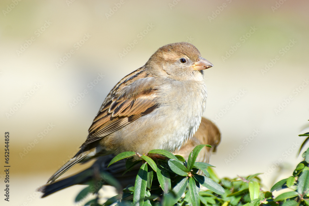 Little sparrow standing on a green branch Little sparrow standing on a green branch