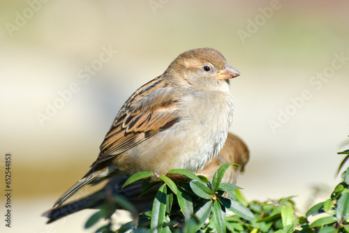 Little sparrow standing on a green branch