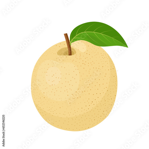 Vector illustration, Pyrus pyrifolia, known as Japanese pear or Chinese pear, isolated on white background.