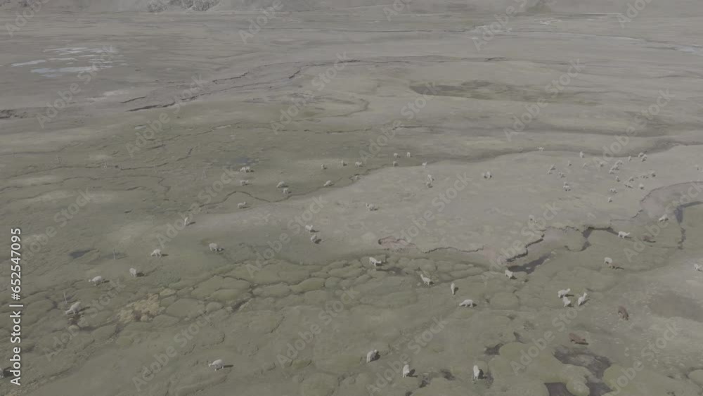 Trip to Ausangate in Cusco Peru. On the way we found a group of llamas. Shots in 4k, drone