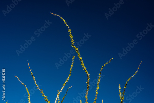 Ocotillo Branches Snake Across Deep Blue Sky photo