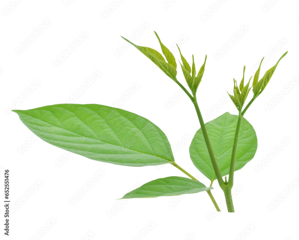 Broken Bones Tree transparent png Broken Bones Tree transparent png