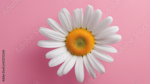 white daisy flower on pink background
