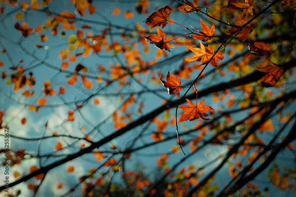 Orange-red maple leaves in the autumn season Orange-red maple leaves in the autumn season