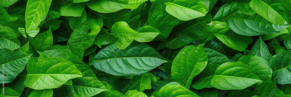 Nature of green leaf in garden at summer. Natural green leaves plants using as spring background cover page greenery environment ecology wallpaper Nature of green leaf in garden at summer. Natural green leaves plants using as spring background cover page greenery environment ecology wallpaper