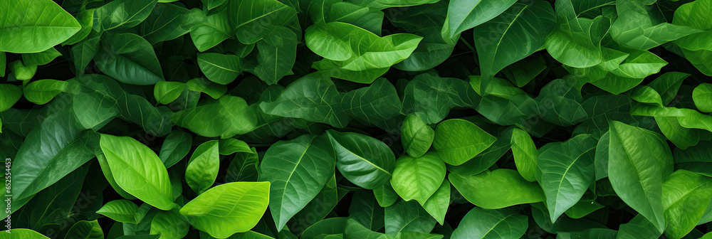 Nature of green leaf in garden at summer. Natural green leaves plants using as spring background cover page greenery environment ecology wallpaper Nature of green leaf in garden at summer. Natural green leaves plants using as spring background cover page greenery environment ecology wallpaper