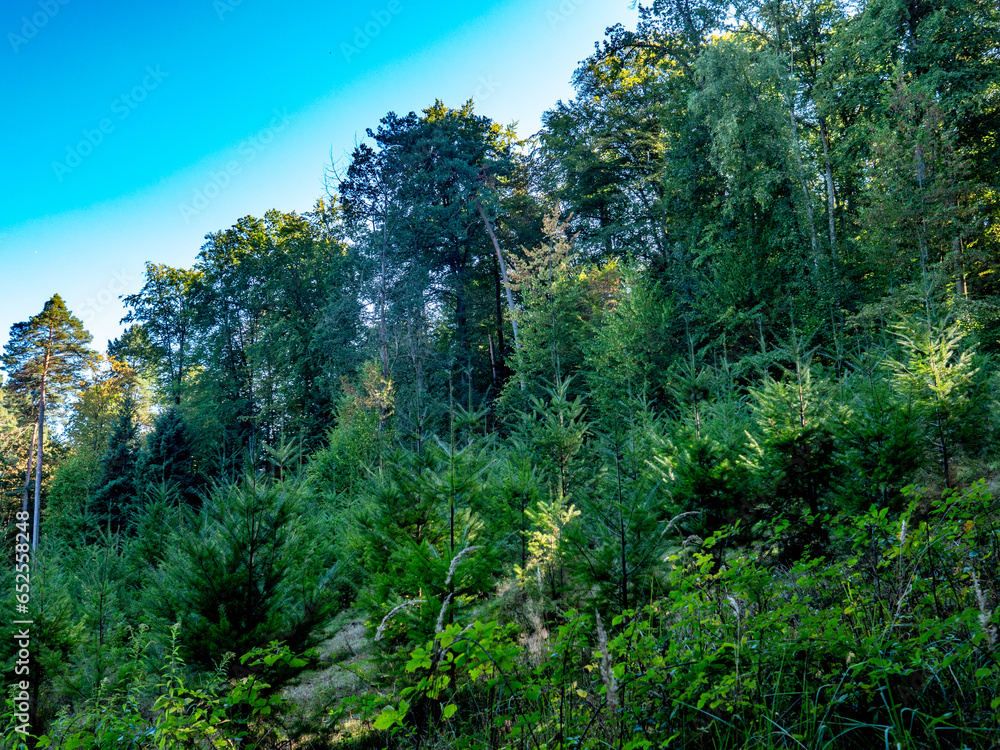 Fototapeta premium Wiederaufforstung im Mischwald