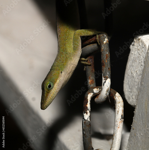 Close up of the head of a green anole lizard climbing on an old porch swing in South Carolina. photo