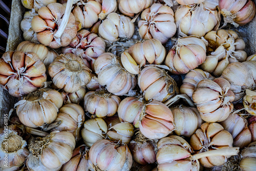 garlic is widely available in the market