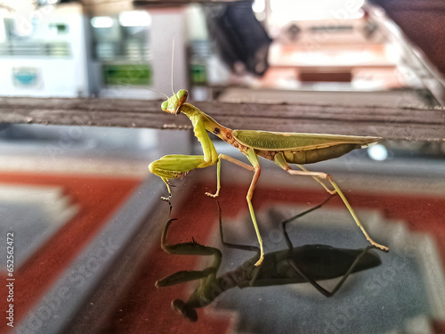 praying mantis on a glass table