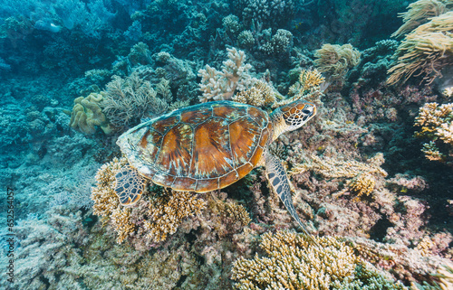 turtle posing in the coral reef in australia