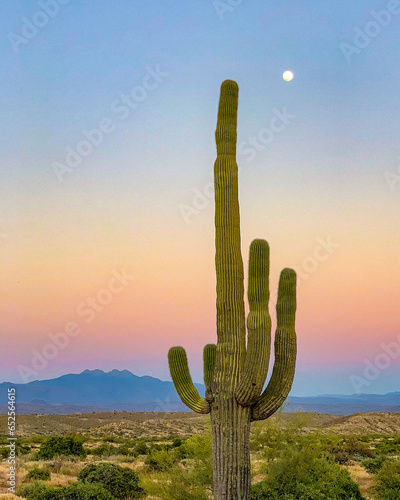 cactus in sunset