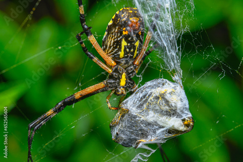 orb weaver spider wrapping prey in it's silk web