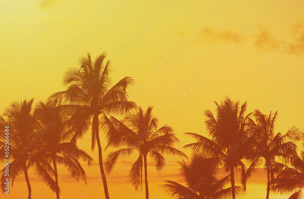 Palm trees in the golden sunset sky 