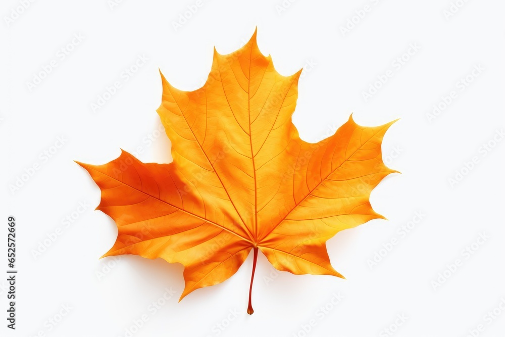 autumn maple leaf isolated on white autumn maple leaf isolated on white