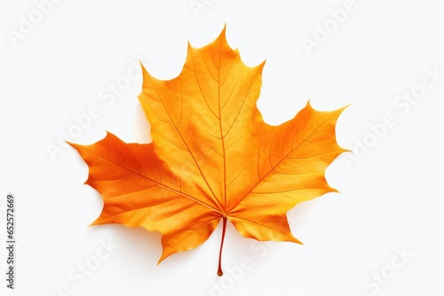 autumn maple leaf isolated on white