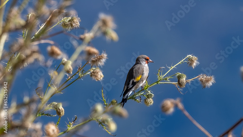 Finch on beautiful perch and blue sky background photo