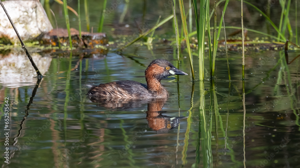 Obraz premium duck in the pond
