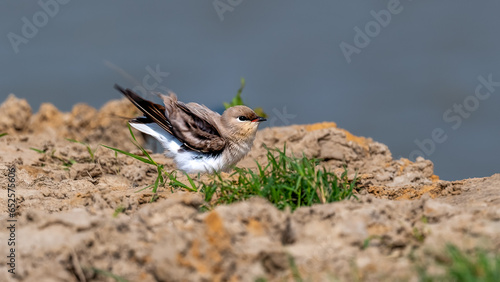 A bird ruffling its Feather photo