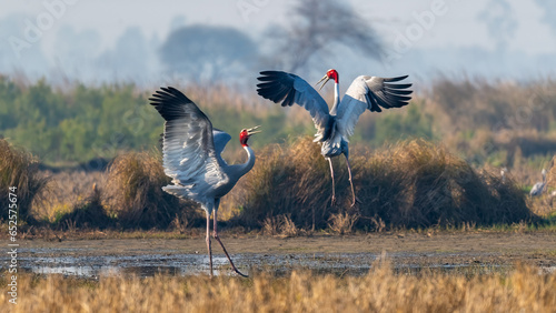 Sarus Cranes Dancing in Coutship photo