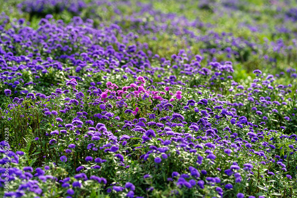 Naklejka premium 꽃