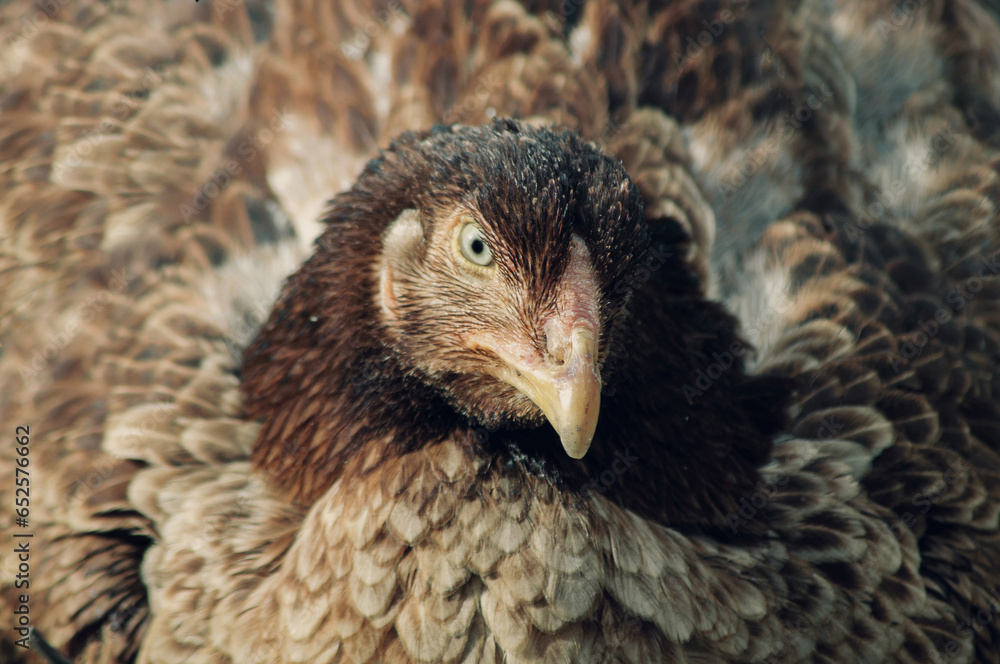 Fototapeta premium chicken