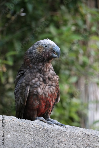 Kākā in garden