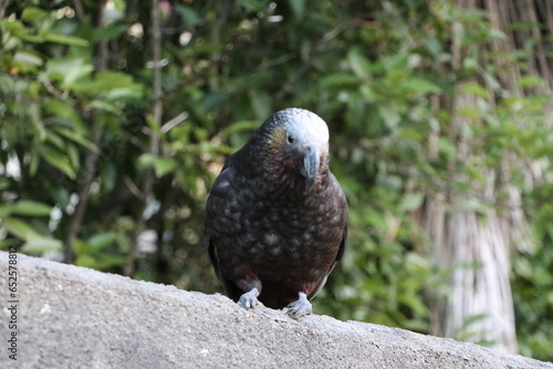 Kākā in garden